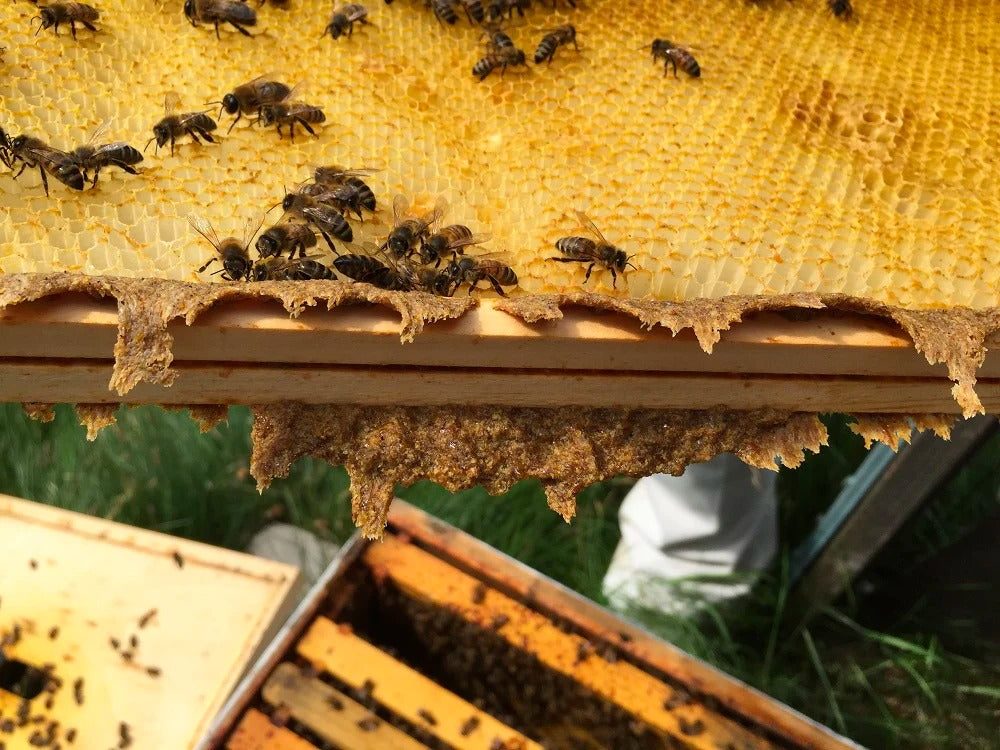 WHAT IS PROPOLIS?